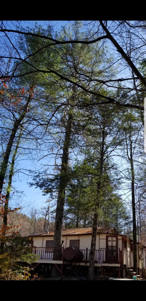 Tall Yellow Pine growing through open porch of Creek Cabin